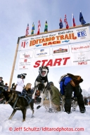 A James Volk dog leaps in anticipation of leaving at the start line during the restart on Willow lake during the Iditarod sled dog race Sunday, March 3, 2013.