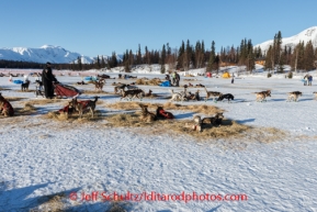 Iditarod 2014 03 Monday