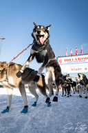 Official Restart in Fairbanks Alaska, March 3rd, 2025