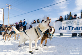 Paige Drobny's Lead Dogs