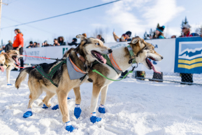 Justin Olnes's Lead Dogs
