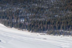 Dog Team On the Way to Nenana