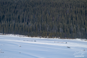 Two Dog Teams On Their Way to Nenana - 2