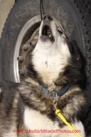 Sunday, March 4, 2012  Brent Sass's dog howling prior to the restart of Iditarod 2012 in Willow, Alaska.