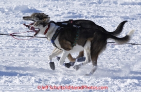 Sunday, March 4, 2012  Jodi Bailey Dogs run at the Retart of Iditarod 2012 in Willow, Alaska.