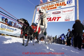 Sunday, March 4, 2012  Gerald Sousa's lead dogs leap in anticipation at the start line during the restart of Iditarod 2012 in Willow, Alaska.