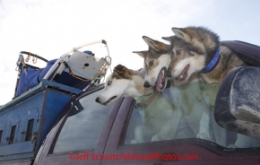 Sunday, March 4, 2012  Musher Colleen Robertia's dogs at the restart of Iditarod 2012 in Willow, Alaska.