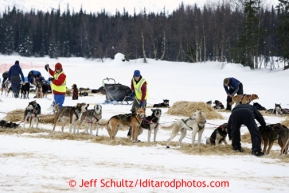 Volunteers look after dogs at Finger Lake checkpoint March 4, 2013.