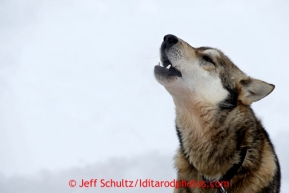 A dog howls at the Finger Lake checkpoint March 4, 2013.