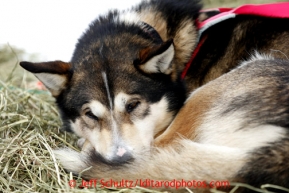One of Deedee Jonrowe's dogs sleeps at Rainy Pass checkpoint March 4, 2013.