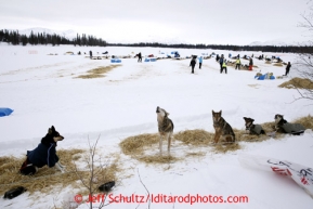 Dogs howl at the Finger Lake checkpoint March 4, 2013.