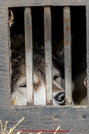 An Iditarod Dog sleeps in it's bed on a truck while at the mandatory pre-race veterinary checkup held at Iditarod headquarters in Wasilla on Wednesday March 4, 2015 during the 2015 Iditarod(C) Jeff Schultz/SchultzPhoto.com - ALL RIGHTS RESERVED DUPLICATION  PROHIBITED  WITHOUT  PERMISSION