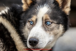 A dog looking towards volunteers at the mandatory pre-race veterinary checkup held at Iditarod headquarters in Wasilla on Wednesday March 4, 2015 during the 2015 Iditarod(C) Jeff Schultz/SchultzPhoto.com - ALL RIGHTS RESERVED DUPLICATION  PROHIBITED  WITHOUT  PERMISSION