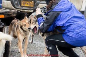 Ptarmigan Elementary teacher Teal Everts, snaps a quick photo of Bryan Bearss dog at the mandatory pre-race veterinary checkup held at Iditarod headquarters in Wasilla on Wednesday March 4, 2015 during the 2015 Iditarod(C) Jeff Schultz/SchultzPhoto.com - ALL RIGHTS RESERVED DUPLICATION  PROHIBITED  WITHOUT  PERMISSION