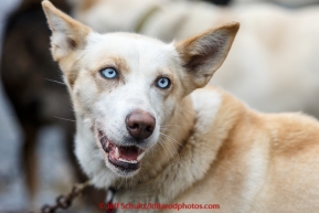 Al Eishens' dog, Fibi, waiting patiently at the mandatory pre-race veterinary checkup held at Iditarod headquarters in Wasilla on Wednesday March 4, 2015 during the 2015 Iditarod(C) Jeff Schultz/SchultzPhoto.com - ALL RIGHTS RESERVED DUPLICATION  PROHIBITED  WITHOUT  PERMISSION