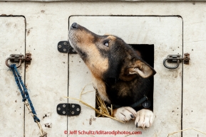 A dog waiting at the mandatory pre-race veterinary checkup held at Iditarod headquarters in Wasilla on Wednesday March 4, 2015 during the 2015 Iditarod(C) Jeff Schultz/SchultzPhoto.com - ALL RIGHTS RESERVED DUPLICATION  PROHIBITED  WITHOUT  PERMISSION