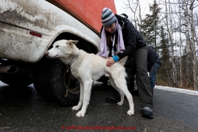 Veterinarian Medora Pashmakova checking one of Marcelle Fressineau's dogs at the mandatory pre-race veterinary checkup held at Iditarod headquarters in Wasilla on Wednesday March 4, 2015 during the 2015 Iditarod(C) Jeff Schultz/SchultzPhoto.com - ALL RIGHTS RESERVED DUPLICATION  PROHIBITED  WITHOUT  PERMISSION