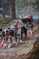 DeeDee Jonrowe 's team comes down the Dalzell Gorge musherless on the rough trail during the 2014 IditarodPHOTO BY JEFF SCHULTZ / IDITARODPHOTOS.COM  DO NOT REPRODUCE WITHOUT PERMISSION