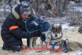 Veterinarian in Rohn examines a Yvonne Dabakk dog during Iditarod 2014 . PHOTO BY JEFF SCHULTZ/IDITARODPHOTOS.COM  USE ONLY WITH PERMISSION