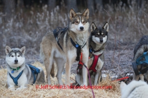 Yvonne Dabakk lead dogs eye their musher at Rohn on Tuesday March 4 during Iditarod 2014 . PHOTO BY JEFF SCHULTZ/IDITARODPHOTOS.COM  USE ONLY WITH PERMISSION