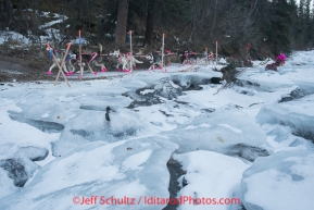 DeeDee Jonrowe runs along the shelf ice of Dalzell Creek in the Dalzell Gorge on Monday March 3 during Iditarod 2014 . PHOTO BY JEFF SCHULTZ/IDITARODPHOTOS.COM  USE ONLY WITH PERMISSION