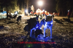 Jessie Royer 's lead dogs wear glow collars at the Rohn checkpoint. on Monday March 3, 2014   The collars make it easier for snowmachines to see the dogs.  Iditarod 2014 . PHOTO BY JEFF SCHULTZ/IDITARODPHOTOS.COM  USE ONLY WITH PERMISSION