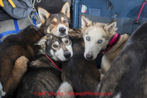 Several of DeeDee Jonrowe 's dog team are loaded into pilot Jerry Wortley 's plane for the ride out of Rohn after DeeDee scratched from the race.  Iditarod 2014  PHOTO BY JEFF SCHULTZ/IDITARODPHOTOS.COM  USE ONLY WITH PERMISSION