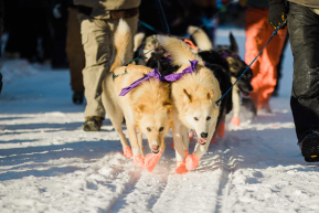 Brent Sass's Lead Dogs - 2023 Ceremonial Start