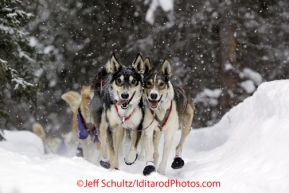 Monday March 5, 2012  Lachlan Clarke's dogs on the trail just after leaving the Finger Lake checkpoint during Iditarod 2012.