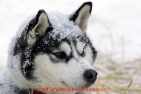 Monday March 5, 2012 A dog at rest at the Finger Lake checkpoint during Iditarod 2012.