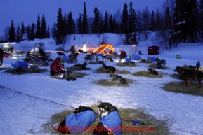 Monday March 5, 2012  Dogs resting in the early morning at Finger Lake checkpoint during Iditarod 2012.