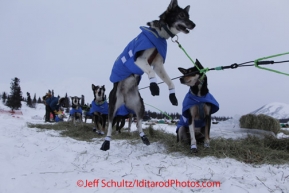 Monday March 5, 2012  Wade Marrs' dog is ready to run after resting at the Rainy Pass, Iditarod 2012.