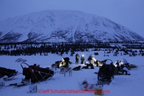 Monday March 5, 2012   Veterinarians check dogs as Kristy and Anna Berington and Rohn Buser teams rest on straw at the Rainy Pass checkpoint, Iditarod 2012.