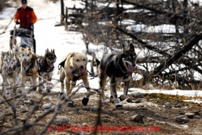 Linwood Fiedler runs in a burned out section of the trail after leaving the Rohn checkpoint on the way to Rohn   March 5, 2013.