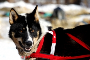 Mikhail Telpin dog rest in the sun at  the Rohn checkpoint during the 2013 Iditarod sled Dog Race   March 5, 2013.Photo by Jeff Schultz Do Not Reproduce without permission