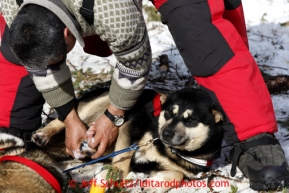 Russian musher Mikhail Telpin puts salve on the dogs feet at the Rohn checkpoint during the 2013 Iditarod sled Dog Race   March 5, 2013.Photo by Jeff Schultz Do Not Reproduce without permission