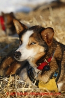 A sled dog rests at the Nikolai checkpoint March 5, 2013.