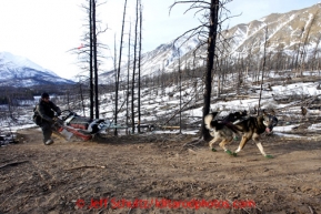 Richie Diehl maneuvers around a tree in a burned out section of the trail 10 miles after leaving the Rohn checkpoint on the way to Nikolai during the 2013 Iditarod sled Dog Race   March 5, 2013.Photo by Jeff Schultz Do Not Reproduce without permission