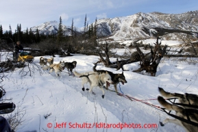 Matt Giblin runs in a burned out section of the trail after leaving the Rohn checkpoint on the way to Nikolai during the 2013 Iditarod sled Dog Race   March 5, 2013.Photo by Jeff Schultz Do Not Reproduce without permission