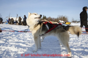 One of Mike Ellis' Siberian Huskies at the Nikolai checkpoint March 5, 2013.