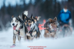 Jessie Holmes team runs on the trail just prior to the Finger Lake checkpoint during the 2018 Iditarod race on Monday March 05, 2018. Photo by Jeff Schultz/SchultzPhoto.com  (C) 2018  ALL RIGHTS RESERVED