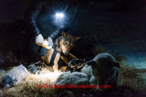 Dallas Seavey boots his dogs before leaving Nikolai on Wednesday March 5 during the 2014 Iditarod.  PHOTO BY JEFF SCHULTZ / IDITARODPHOTOS.COM   DO NOT REPRODUCE WITHOUT PERMISSION