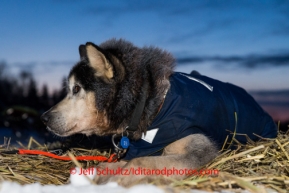 A Mike Williams Jr. dog rests at Nikolai on Wednesday March 5 during the 2014 Iditarod.  PHOTO BY JEFF SCHULTZ / IDITARODPHOTOS.COM   DO NOT REPRODUCE WITHOUT PERMISSION