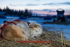 A Newton Marshall dog sleeps at Nikolai on Wednesday March 5 during the 2014 Iditarod.  PHOTO BY JEFF SCHULTZ / IDITARODPHOTOS.COM   DO NOT REPRODUCE WITHOUT PERMISSION