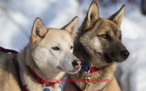 Kristi Berington lead dogs are alert as they watch Kristi at the McGrath checkpoint on Wednesday March 5 , 2014 during the 2014 IditarodPHOTO BY JEFF SCHULTZ / IDITARODPHOTOS.COM  DO NOT REPRODUCE WITHOUT PERMISSION