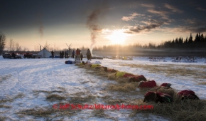 Newton Marshall 's team rests on straw in the early morning at Nikolai on Wednesday March 5 during the 2014 IditarodPHOTO BY JEFF SCHULTZ / IDITARODPHOTOS.COM  DO NOT REPRODUCE WITHOUT PERMISSION