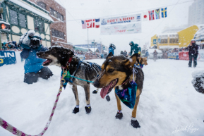 Jr. Iditarod Champion's Dog Team