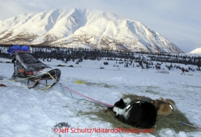 Tuesday March 6, 2012  Silivia Furtwangler wheel dogs sleep on hay in the morning at the Rainy Pass checkpoint, Iditarod 2012.