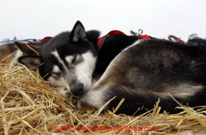 Tuesday March 6, 2012 Josh Cadzow dog rests on straw at the Nikolai checkpoint, Iditarod 2012.