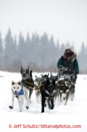 Jodi Bailey runs through the snow on theTokotna river a mile outside of the checkpoint just before dawn on Wednesday March 6, 2013.Iditarod Sled Dog Race 2013Photo by Jeff Schultz copyright 2013 DO NOT REPRODUCE WITHOUT PERMISSION